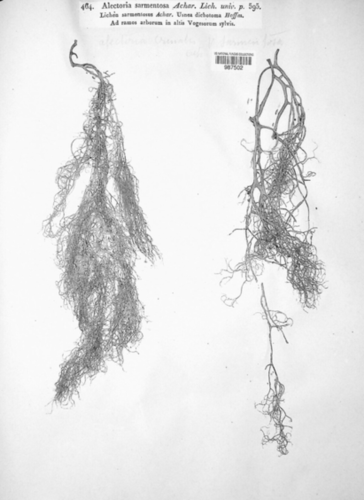Alectoria image